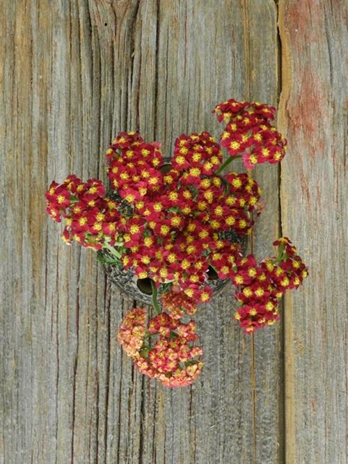 Cottage Red Yarrow